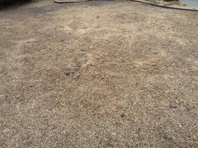 st. augustine grass in north dallas, Texas